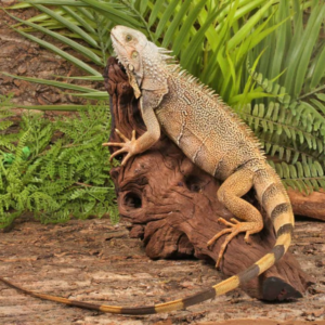 Granite White Head Green Iguana for sale.