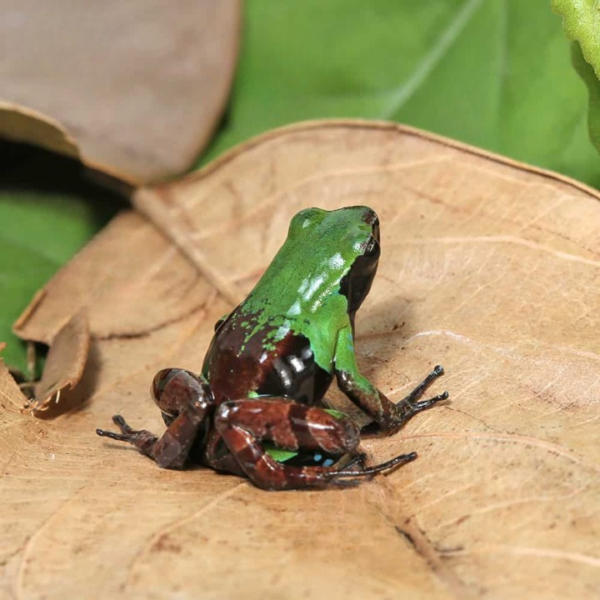 Green And Black Mantella