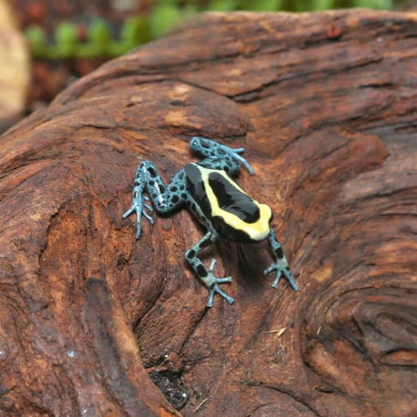 C.B. Powder Blue Tinctorius Dart Frog