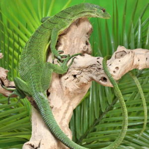Green Tree Monitor Pair
