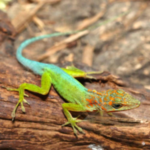 Guadeloupe Anole for sale.