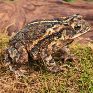 Gulf Coast Toad for sale