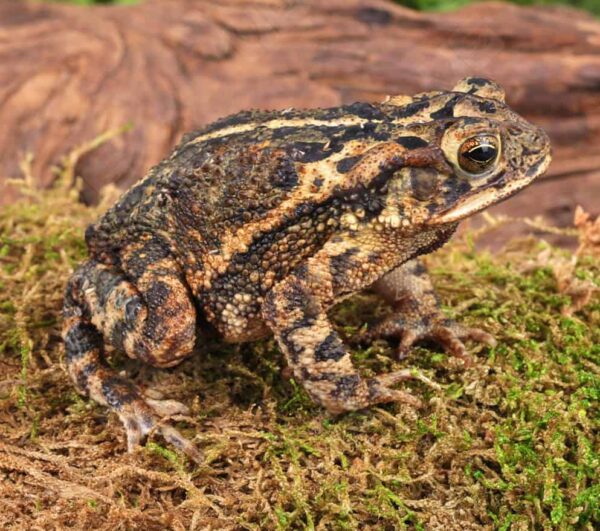 Gulf Coast Toad for sale