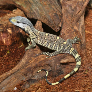 Baby Black Throat Monitor
