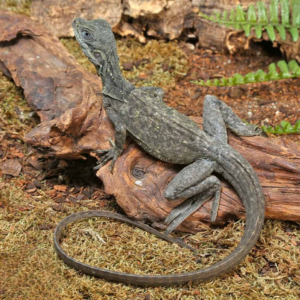 Baby Indonesian Giant Sailfin Dragon