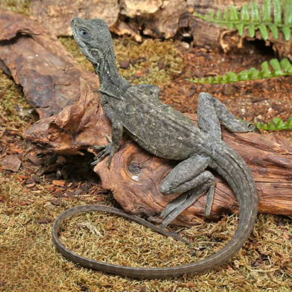 Baby Indonesian Giant Sailfin Dragon