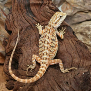 Inferno Leatherback Bearded Dragon