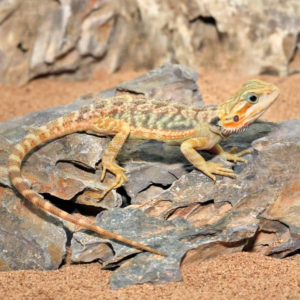 Inferno Translucent Bearded Dragon