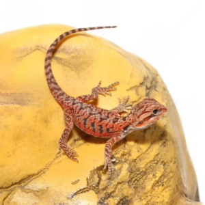 Baby Inferno Translucent Bearded Dragon