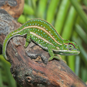 Jeweled Chameleon for sale.