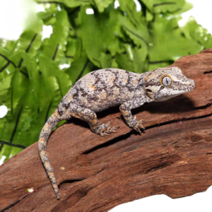 Pair Sub Adult Blotched Gargoyle Gecko