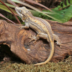 Baby High Contrast Striped Gargoyle Gecko
