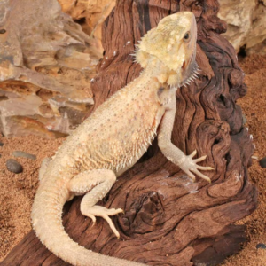 Juvenile Pied Bearded Dragon