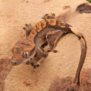 Juvenile Harlequin Crested Gecko