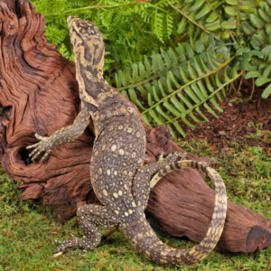 Juvenile Sumbawa Water Monitor