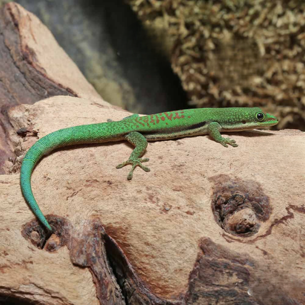 Lined Day Gecko for sale