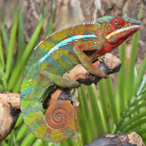 Ambilobe Panther Chameleon for sale.