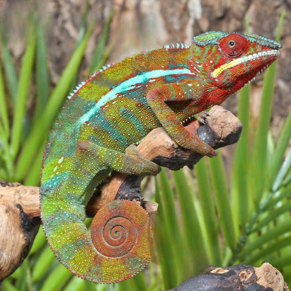 Ambilobe Panther Chameleon for sale.