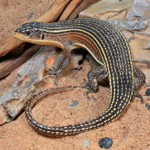 Major Plated Lizard for sale
