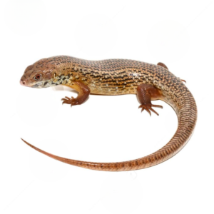 We have Major Skink for sale