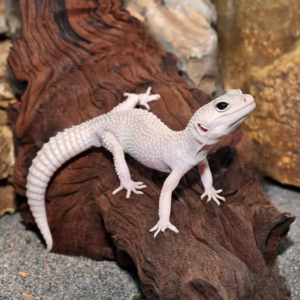 Adult Male Diablo Blanco Leopard Gecko