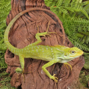 Maned Forest Lizard for sale