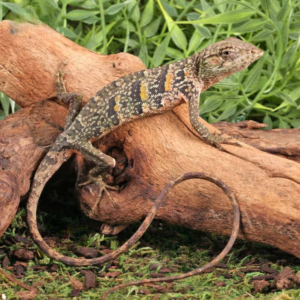 Monkey Anole for sale.