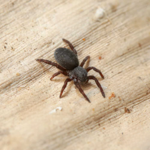 Moravian Ladybird Spider