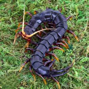 Mt. Merapi Giant Black Centipede