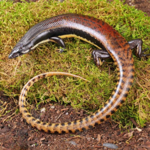 Mueller’s Skink for sale