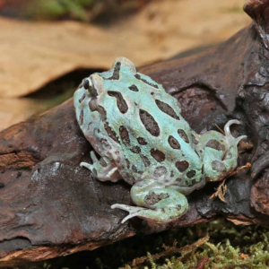 Mutant Caribbean Pacman Frog