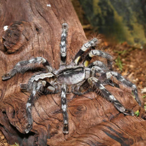 Mysore Ornamental Tarantula