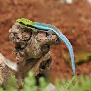 Neon Day Gecko for sale
