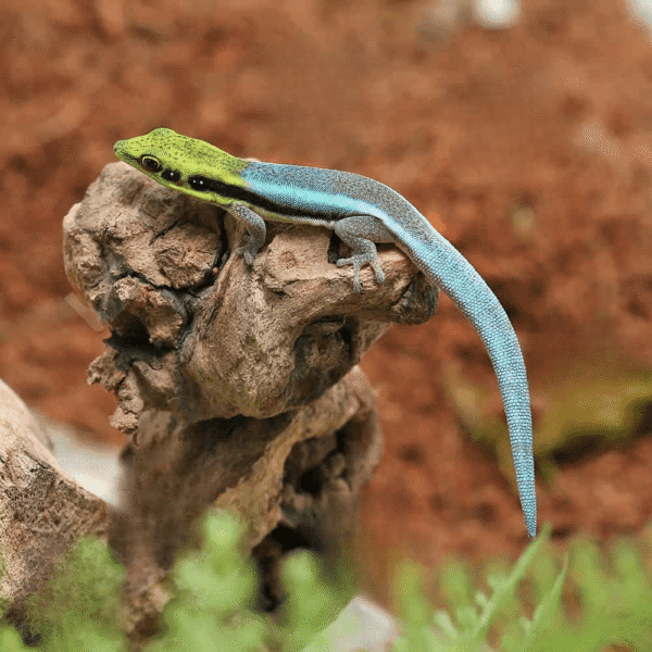Neon Day Gecko for sale
