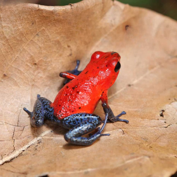 Nicaragua Strawberry Pumilio Dart Frog