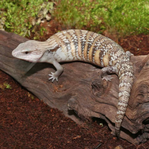 Golden Northern Blue Tongue Skink