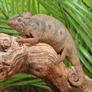 Oustalet’s Chameleon for sale.