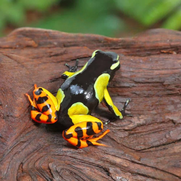 Painted Mantella for sale