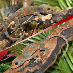 Paradox Spot Tokay Gecko Pair