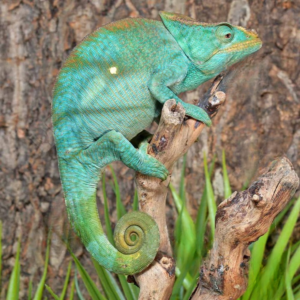 Parson’s Chameleon for sale. #1