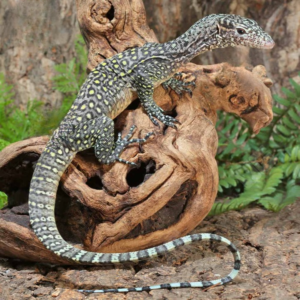 Jayapura Pastel Blue Tail Monitor