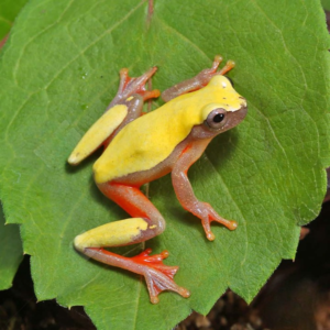 Patternless Triangle Tree Frog
