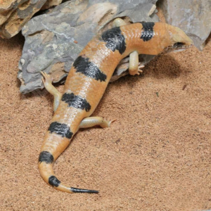 Peter’s Banded Skink for sale