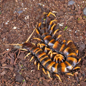 Piece of Lava Centipede