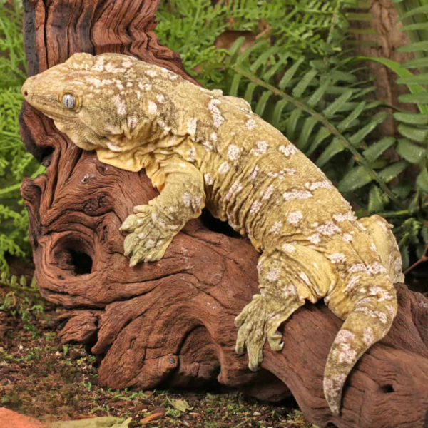 Island Leachianus Gecko