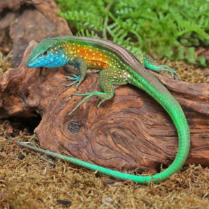 Rainbow Whiptail Lizard