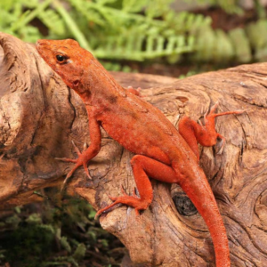 Red Chili Pepper Anole for sale