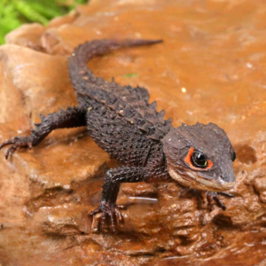 Red Eyed Crocodile Skink
