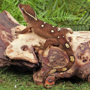 Male White Collar Sarasinorum Gecko