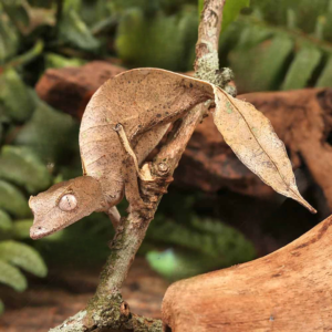 Satanic Leaftail Gecko